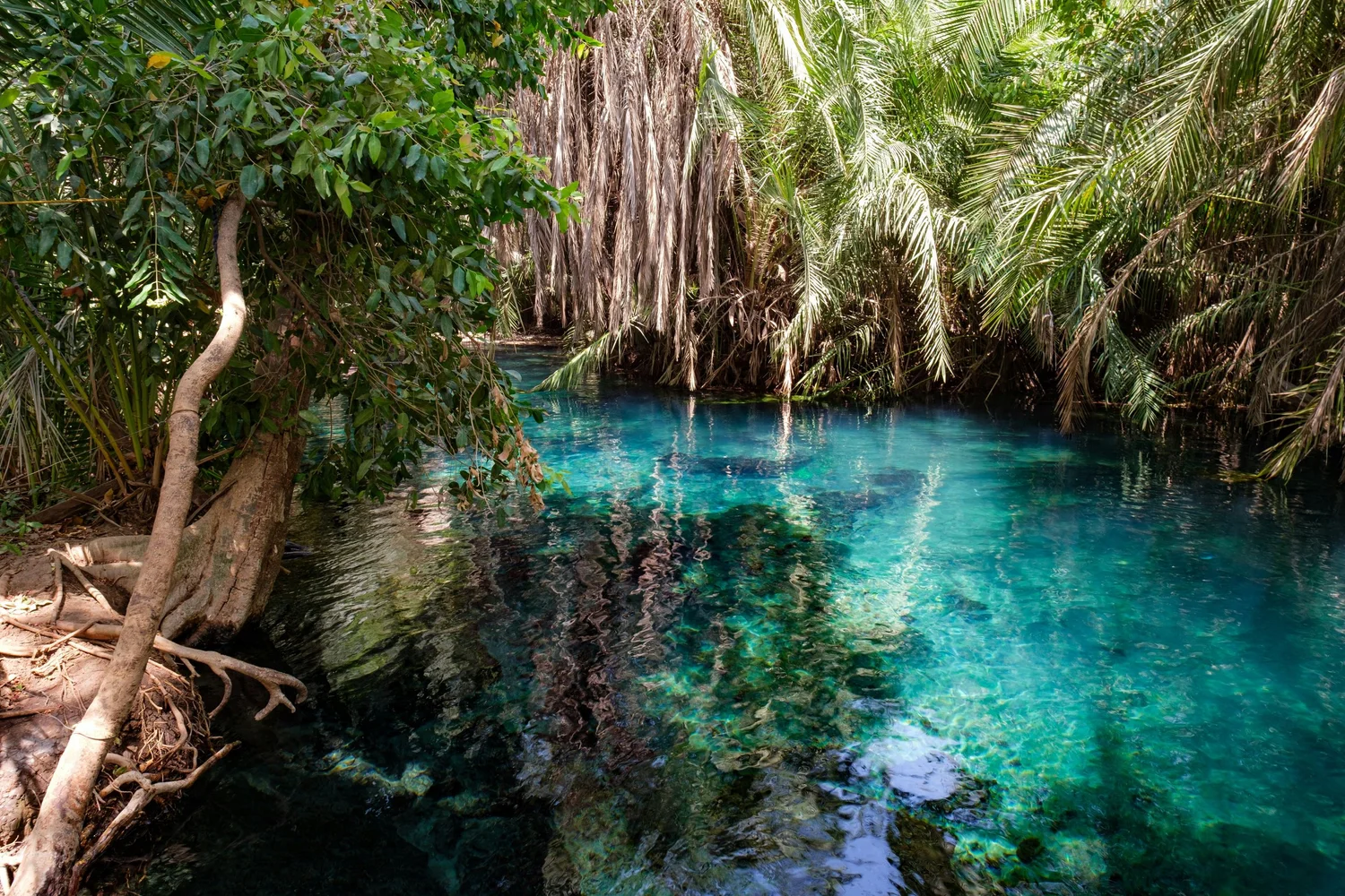 Kikuletwa Hot Springs (Chemka) Day Trip
