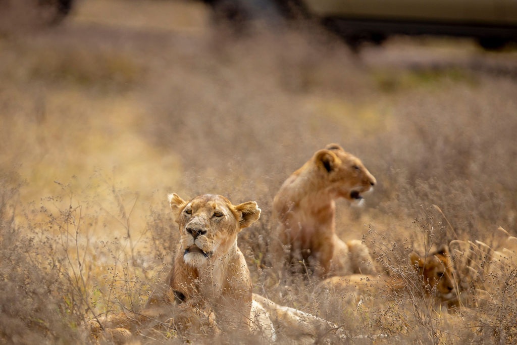 Ngorongoro Crater Day Trip
