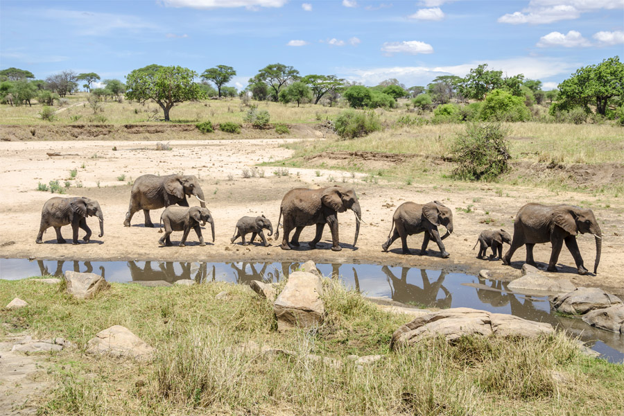 5 Day Tarangire, Serengeti, Ngorongoro & Olduvai Gorge Joining Group Safari